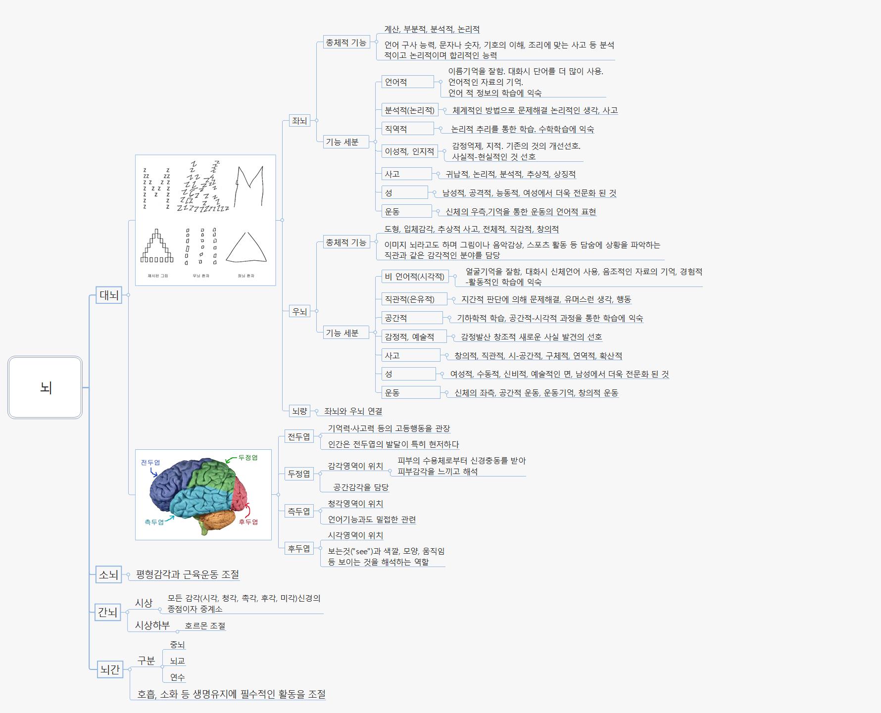 뇌 이미지